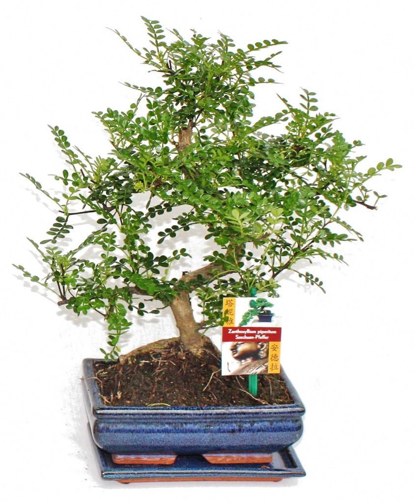 Szechuan-Bonsai-Pfeffer – Zanthoxylum piperitum – ca. 8 Produktbild 