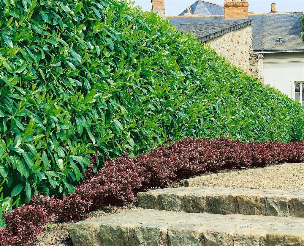 Prunus laurocerasus 'Caucasica', Kirschlorbeer, immergrün, 40–60 cm