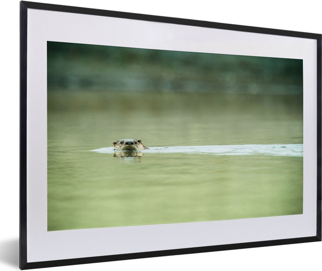 MuchoWow Gerahmtes Poster Otter schwimmt im Wasser 60x40 cm - Poster mit Schwarzem Bilderrahmen Wandposter Rahmen Foto Bilder - Schlafzimmer - Pl...