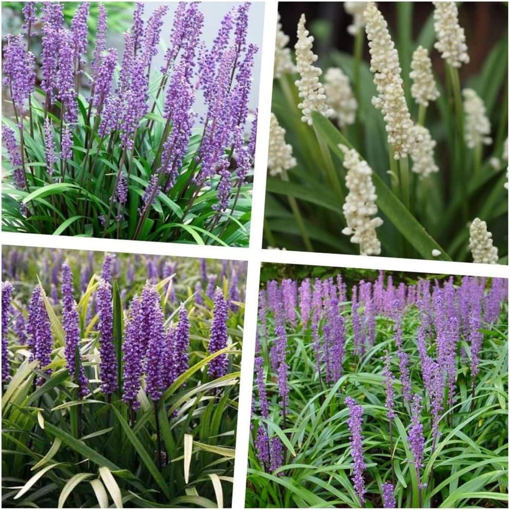 Stauden Gänge 4 x Liriope muscari Kollektion im 1 Liter Topf - Lilientraube Mix - Vielfalt in Eleganz für jeden Garten - Winterhart