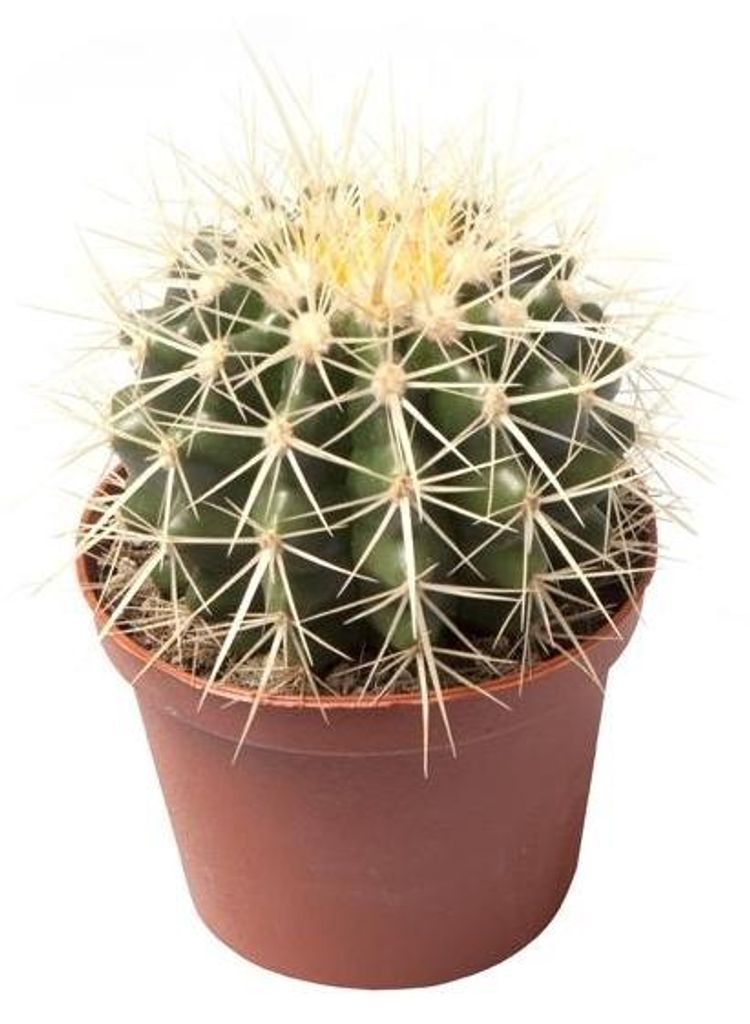Echinocactus Grusonii superss 12 cm Ø - Produktbild 