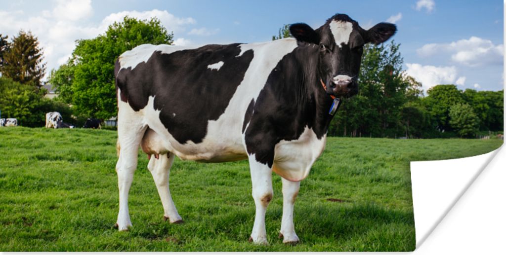 MuchoWow Poster Kuh - Schwarz - Weiß - Niederlande 150x75 cm - ohne Rahmen