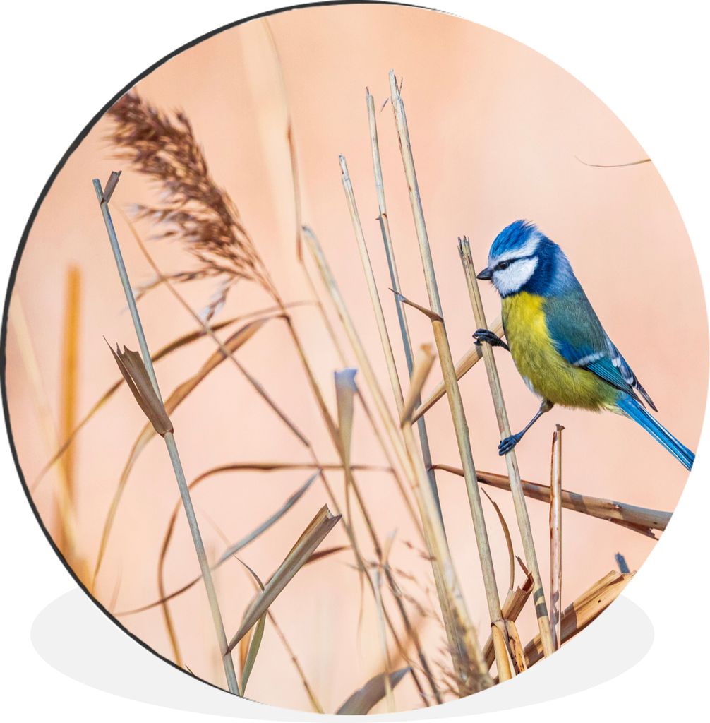 MuchoWow Aluminium Wandkreis Vogel - Blaumeise - Schilf Ø 60 cm Wanddeko Modern Wohnzimmer - Wand Kreis - Wandbild - Schlafzimmer - Aluminium Bi...