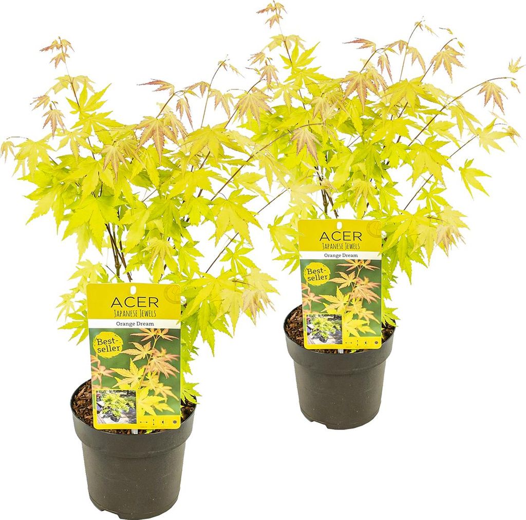 Bloomique - 2er-Set - Acer Palmatum Orange Dream - Japanischer Ahorn - Orangefarbenes Laub - Gartenpflanzen - Winterhart - 40-50 cm Hoch - Topf 15 cm
