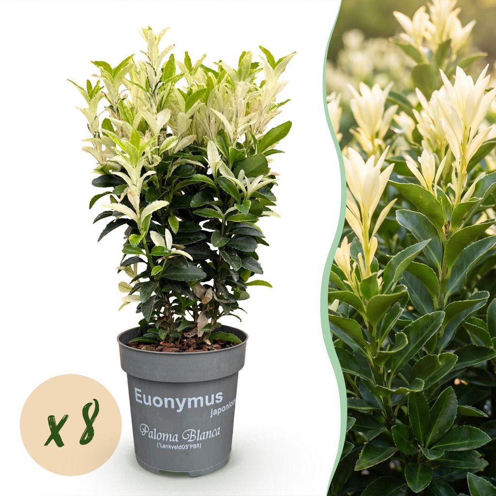 Euonymus japonica Paloma Blanca - Hoja Verde y Blanca - 8 Imagen del producto 