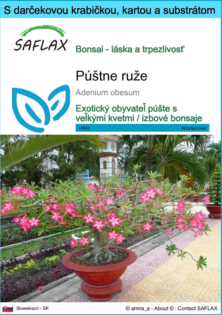 SAFLAX Darčeková sada - púštne ruže - Adenium obesum - 8 Obrázok produktu 