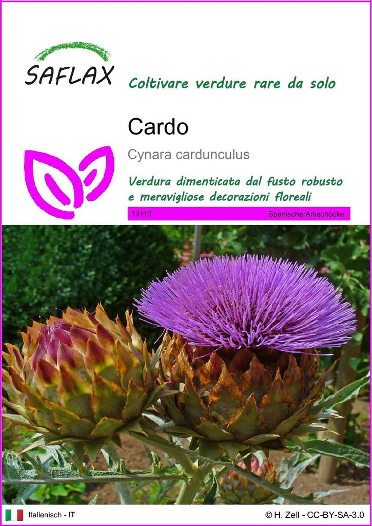 SAFLAX  - Cardo  - 50 semi - Cynara Immagine del prodotto 