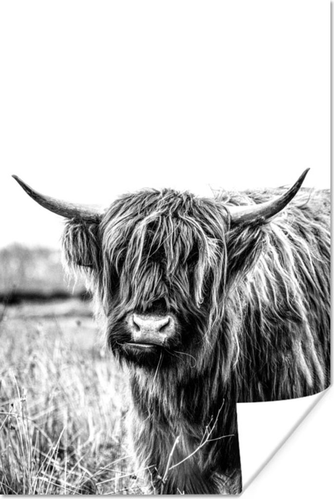 MuchoWow Poster Wiederkäuender schottischer Highlander - schwarz und weiß 60x90 cm - Wanddekoration