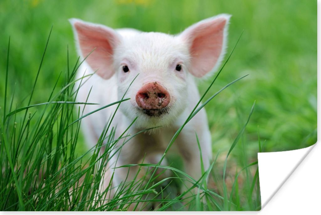 MuchoWow Poster Schwein - Tiere - Groß 90x60 cm - Schlafzimmer