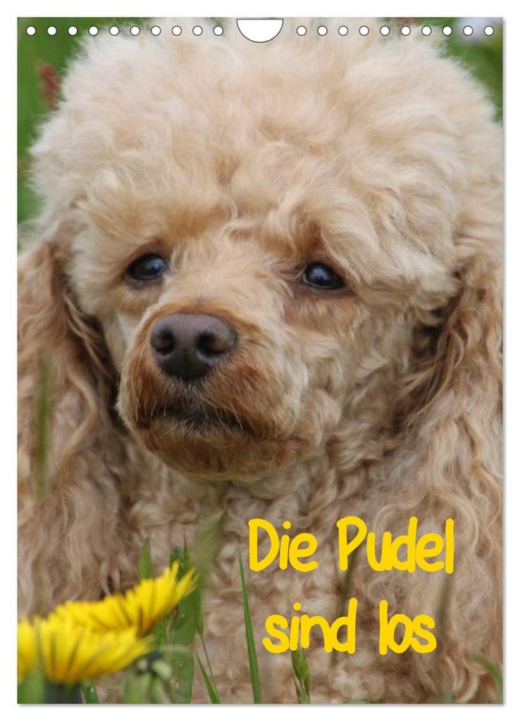 Die Pudel sind los (Wandkalender 2027 DIN A4 hoch), CALVENDO Monatskalender