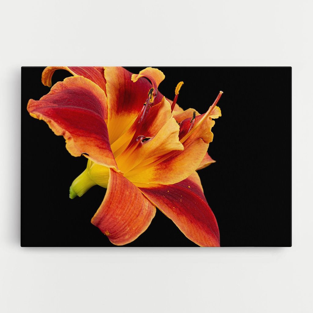 ARTHUB Leinwandbild 80x120 cm, Exotic Orange Red | Wohnzimmerdekoration, Hängende Bilder, Wanddekoration, Heimdekoration, Blumen, Exotische Blumen