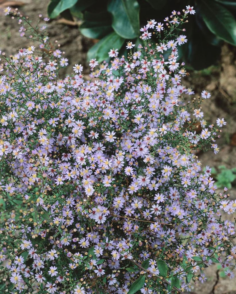 Aster cordifolius 'Little Carlow', Herz-Aster, lavendelblau, ca. 11x11 cm Topf