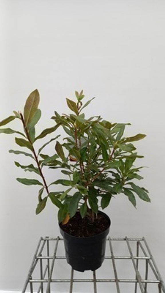 Azalea mollis - Japanische Azalee Weib 40- 50 cm - Container