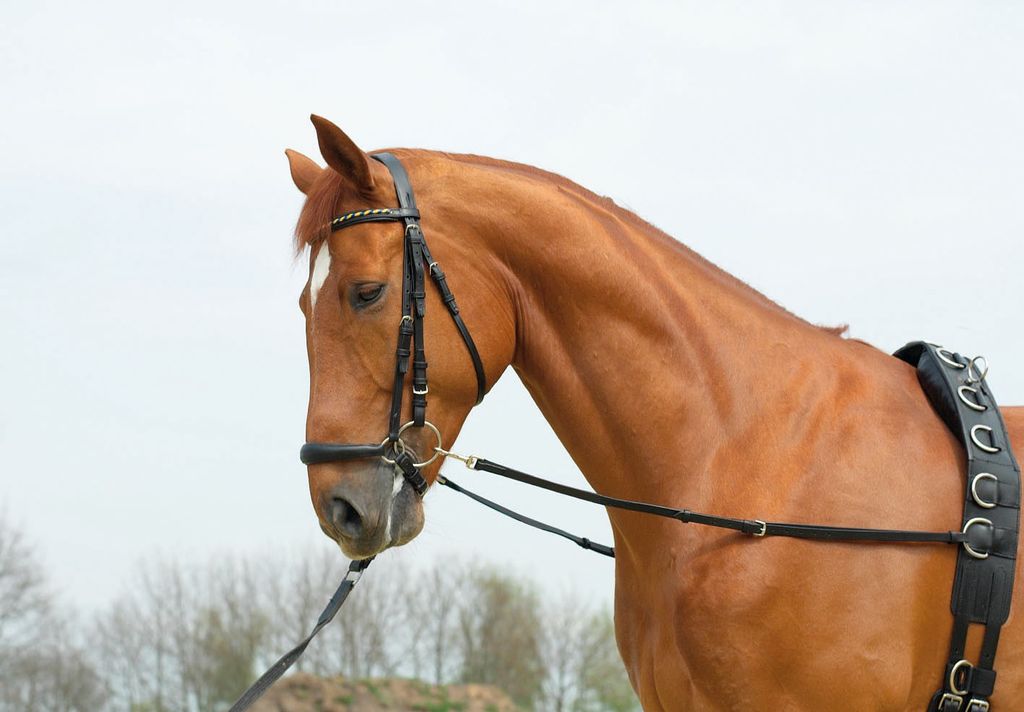Busse Ausbindezügel BASIC-STARR schwarz, Busse_17_Groessen:Warmblut