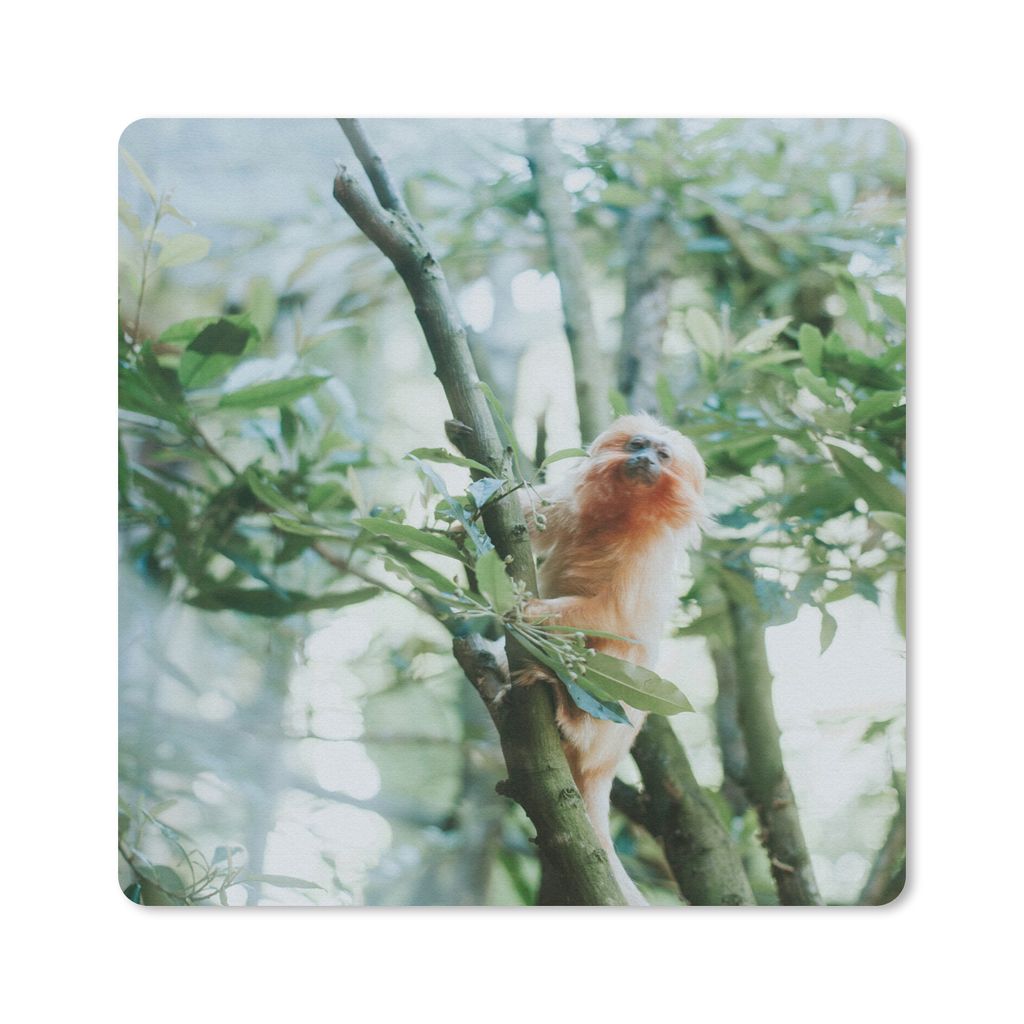 MuchoWow Mauspad Mousepad Zwergseidenäffchen im Baum 30x30 cm - Mousepads - Maus Mat - Pad - Mausunterlage - Gaming