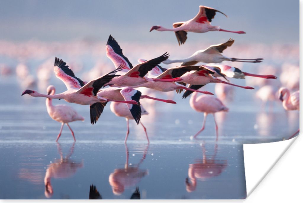 MuchoWow Poster Flamingo - Vogel - Wasser - Rosa 120x80 cm - Bilder