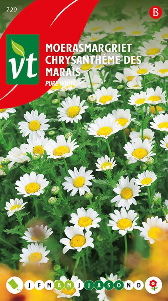 Chrysantheme Des Marais Reines Weiß Samen - Ca. 0,5 gr | VT_729