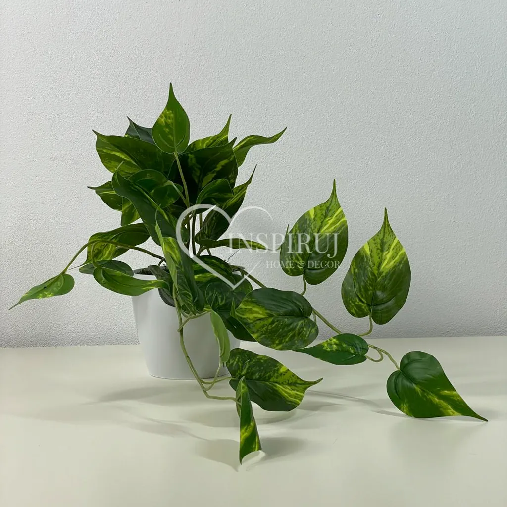 Philodendron suspendu 25x40 cm avec feuillage dense - Pot inclus robuste
