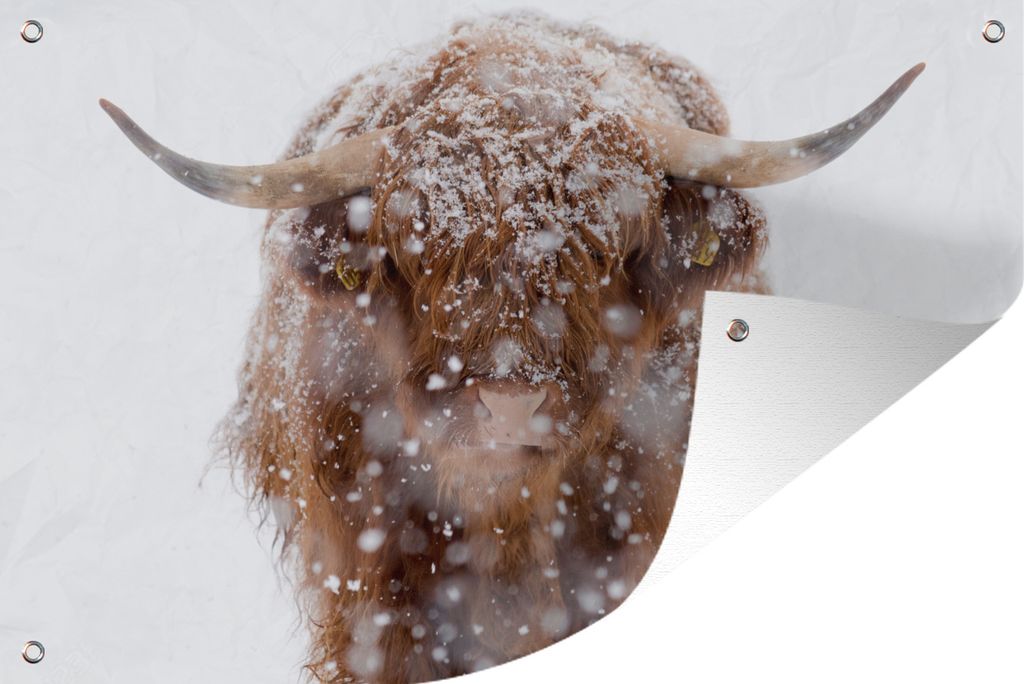 MuchoWow 90x60 cm Outdoor-Poster Gartendeko Sichtschutz Garten Poster für den Garten Schottischer Highlander - Schnee - Porträt