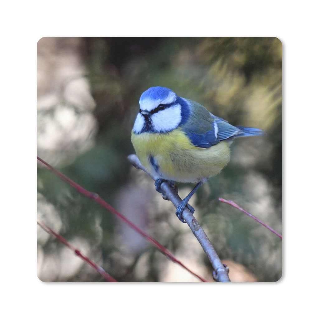 MuchoWow Mauspad Mousepad Bunte Kohlmeise an einem sonnigen Tag 30x30 cm - Mousepads - Maus Mat - Pad - Mausunterlage - Gaming