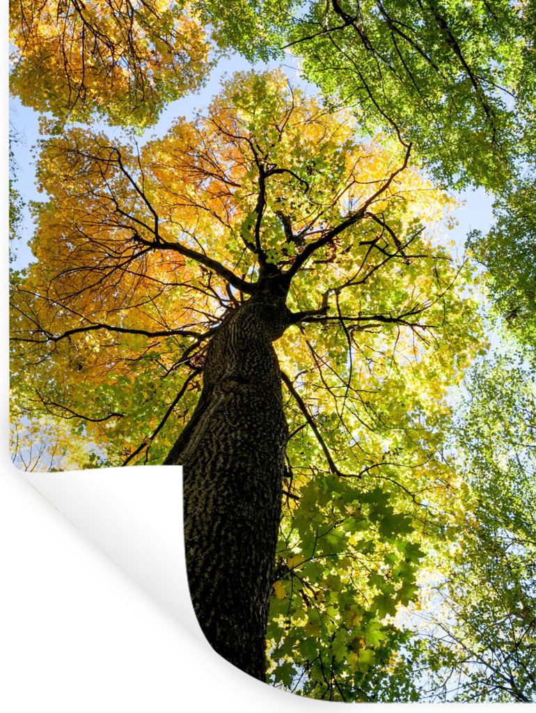 MuchoWow Wandtattoo Wandsticker Wandaufkleber Baum - Natur - Wald 60x80 cm Selbstklebend und Repositionierbar - Repositionierbar - Wasser abweisend