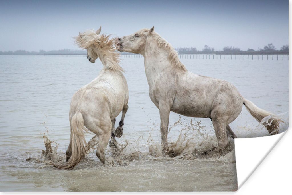 MuchoWow Poster Zwei Pferde spielen im Wasser in der Camargue 30x20 cm - Plakate - Print