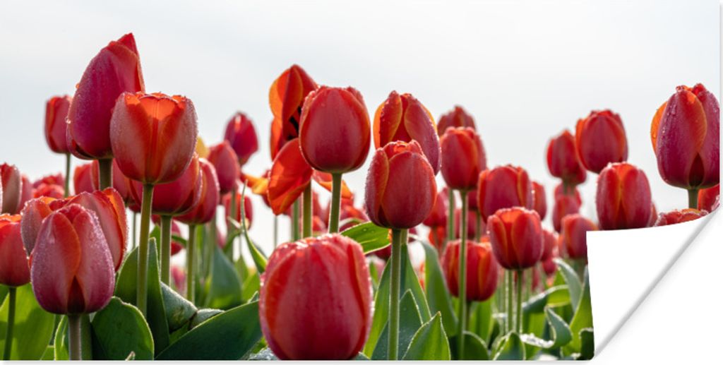 MuchoWow Poster Ein Gebiet mit roten Tulpen in den Niederlanden 80x40 cm - Wanddeko
