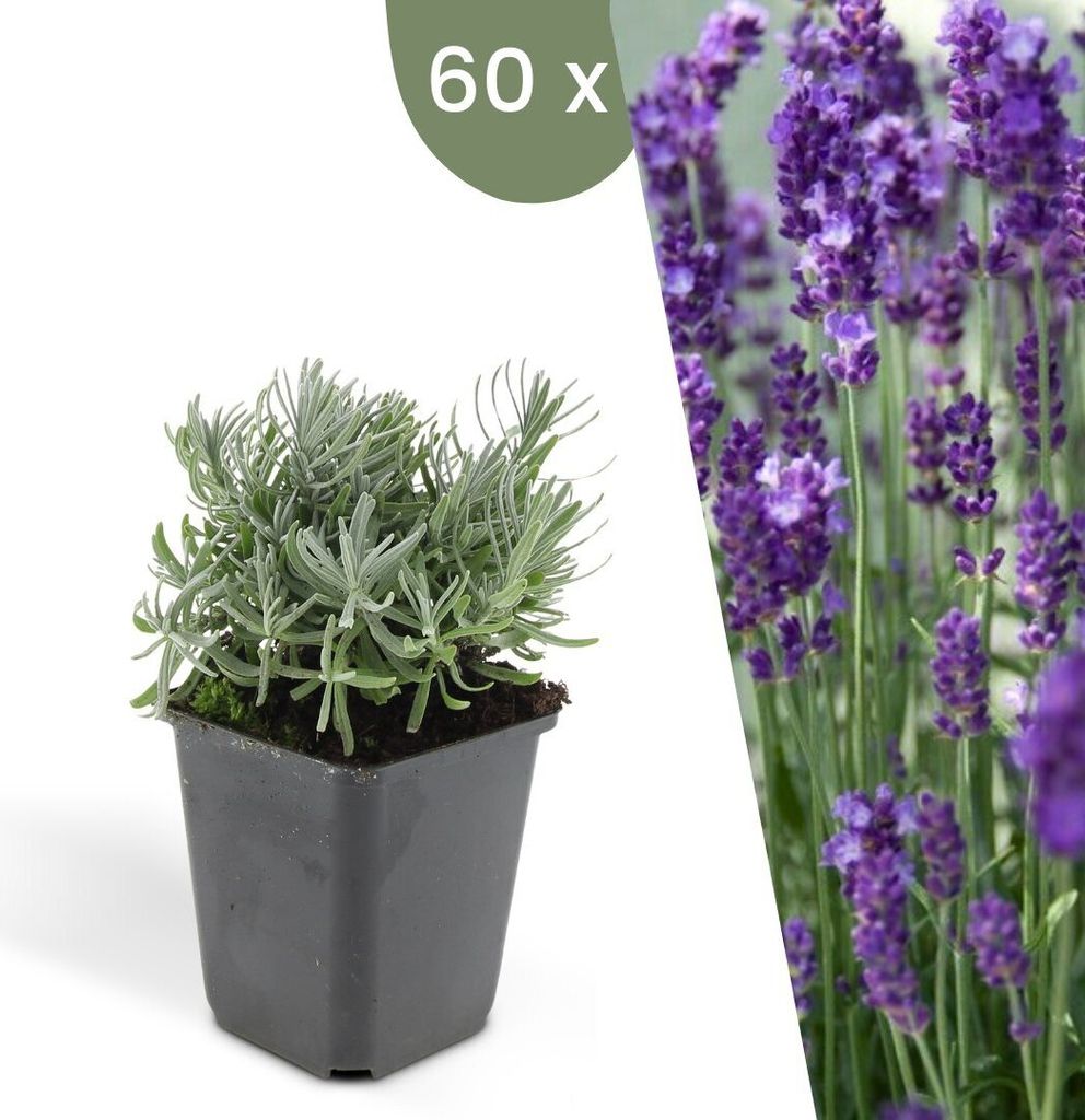 Plants by Frank | 60 Lavendel Pflanzen | Lavandula angustifolia 'Hidcote' | Bodendecker Winterhart | Stauden Winterhart | Gartenpflanzen Winterhart