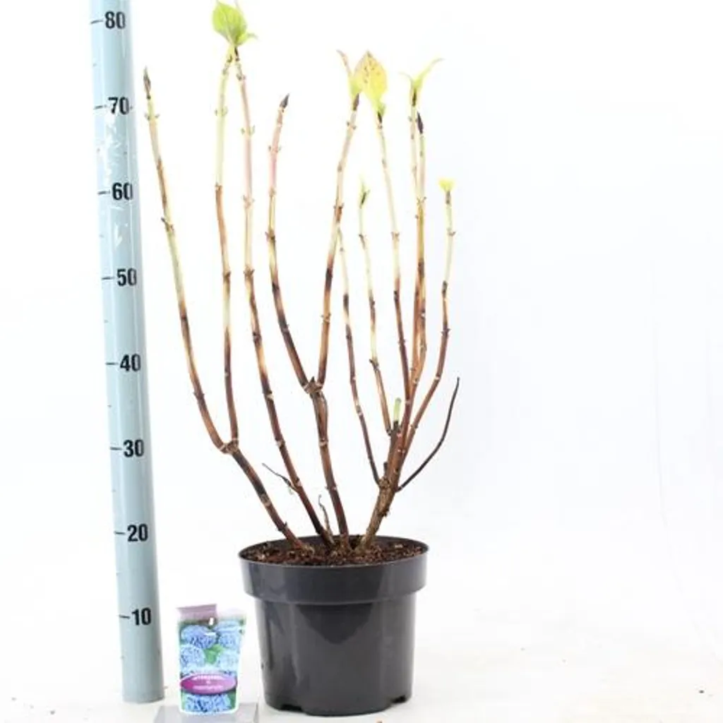 Hortensia bleu Bella Hydrangea macrophylla - Floraison boule 40 cm