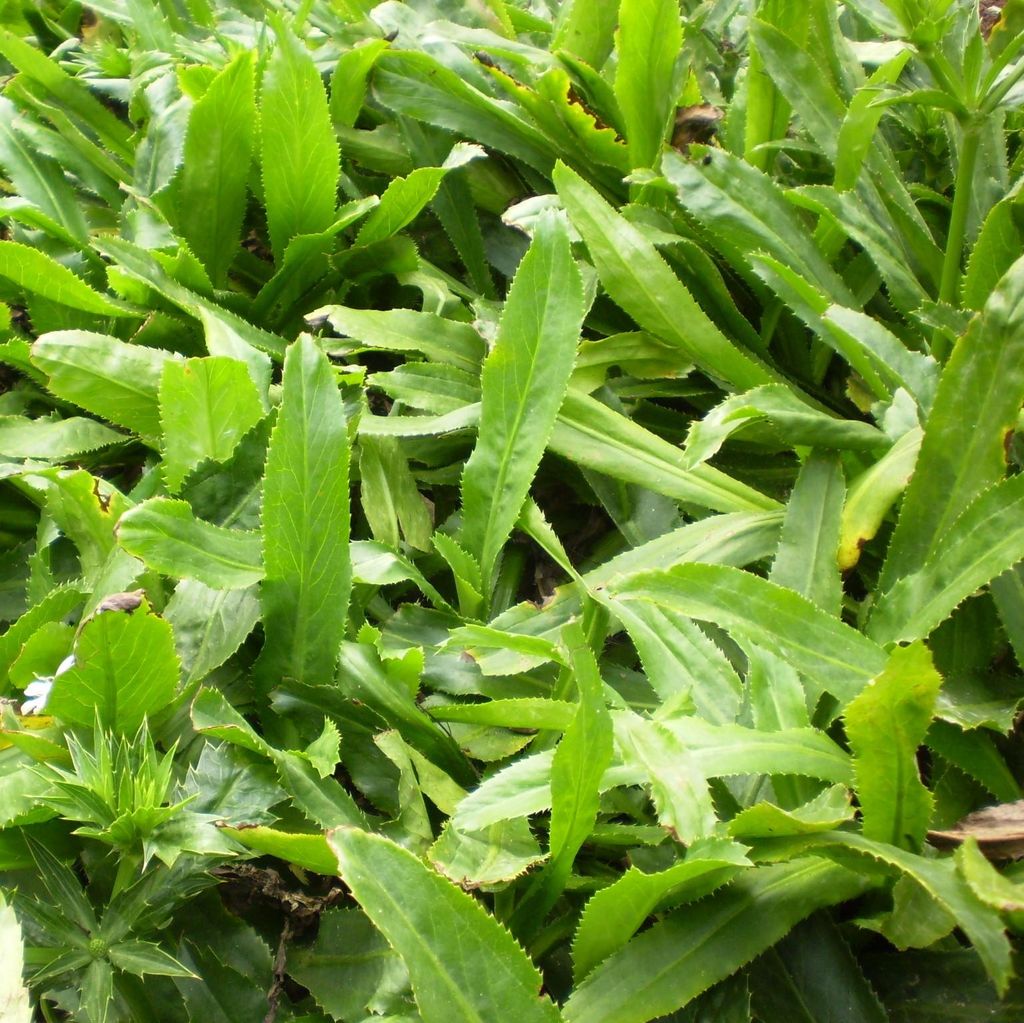 Mexický koriandr (Eryngium foetidum) – 100 semen Obrázek produktu 