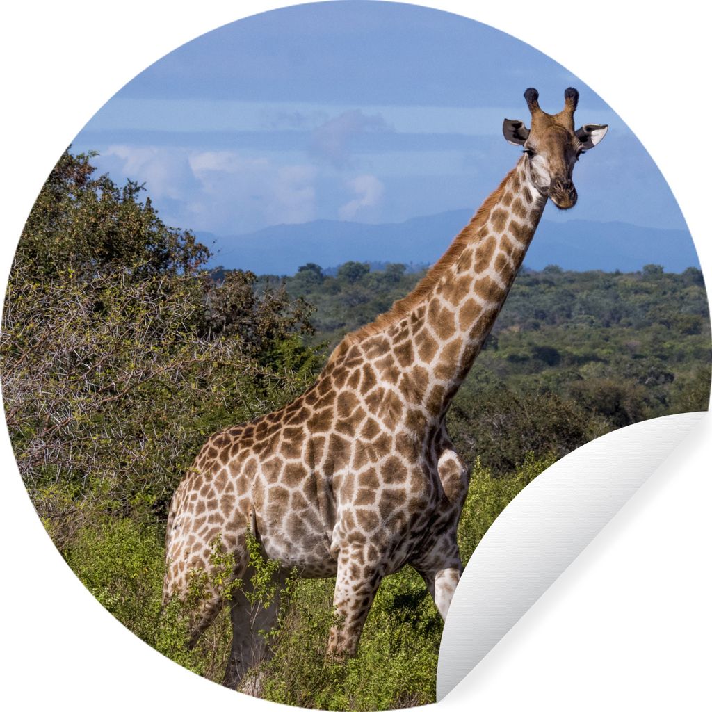 MuchoWow Runde Wandtattoo - Wandsticker Tapete Aufkleber Giraffe - Pflanzen - Baum Ø 30 cm Selbstklebend und Repositionierbar - Wandaufkleber - ...