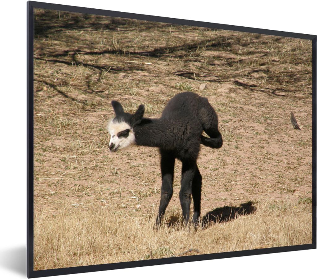 MuchoWow MuchoWow Gerahmtes Poster Alpaka - Schwarz - Weiß 80x60 cm - Poster mit zchwarzem Bilderrahmen - Schwarzem - Mit Gestell