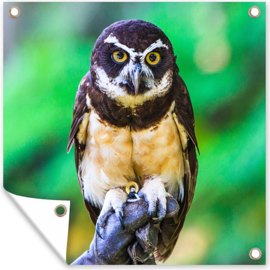 MuchoWow 50x50 cm Outdoor-Poster Gartendeko Sichtschutz Garten Poster für den Garten Die Farben der Brillen-Eule
