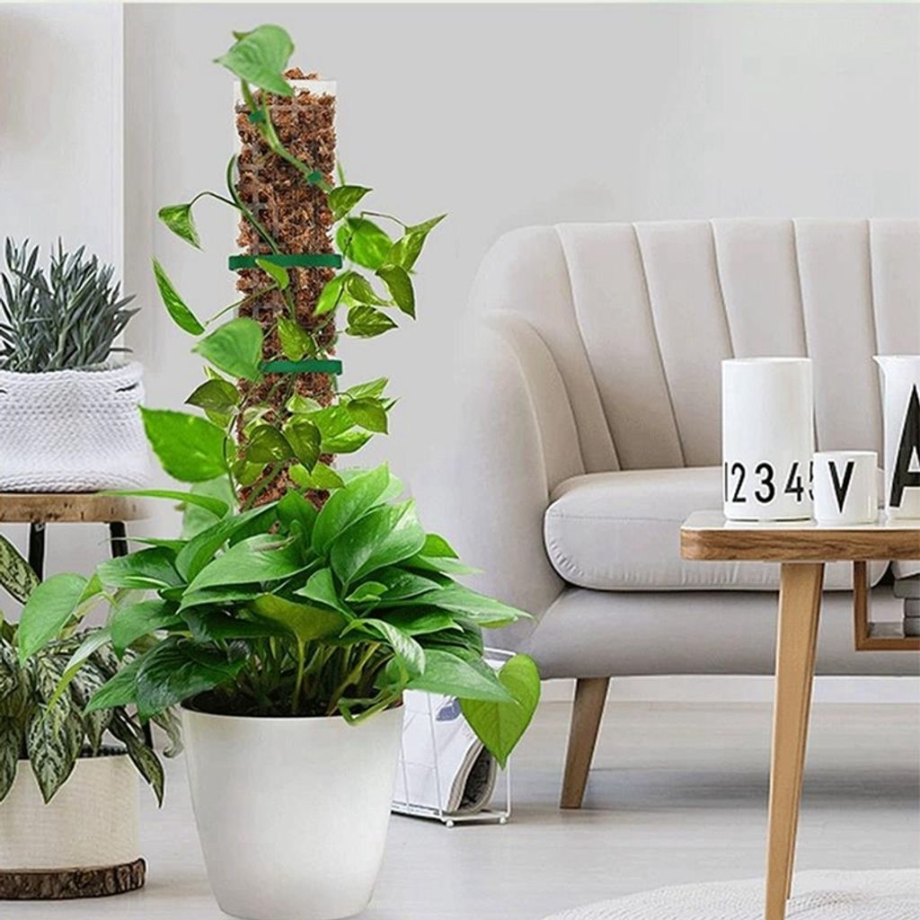 Monstera lezecká podpora, 4 kusy 24 palců mechová tyč Obrázek produktu 7