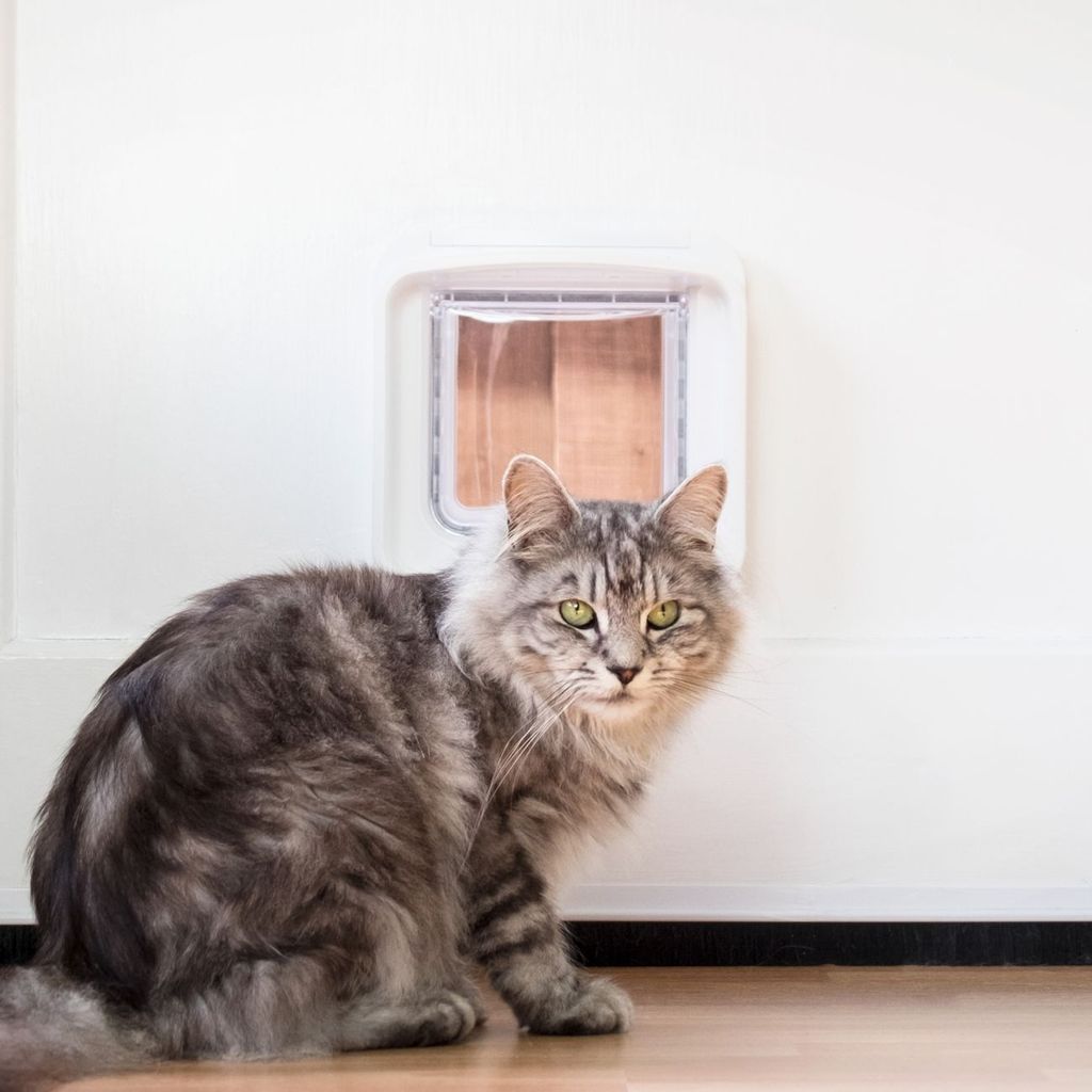 SUREFEED Microchipgest. Gattaiola DualScan - bianca Immagine del prodotto 
