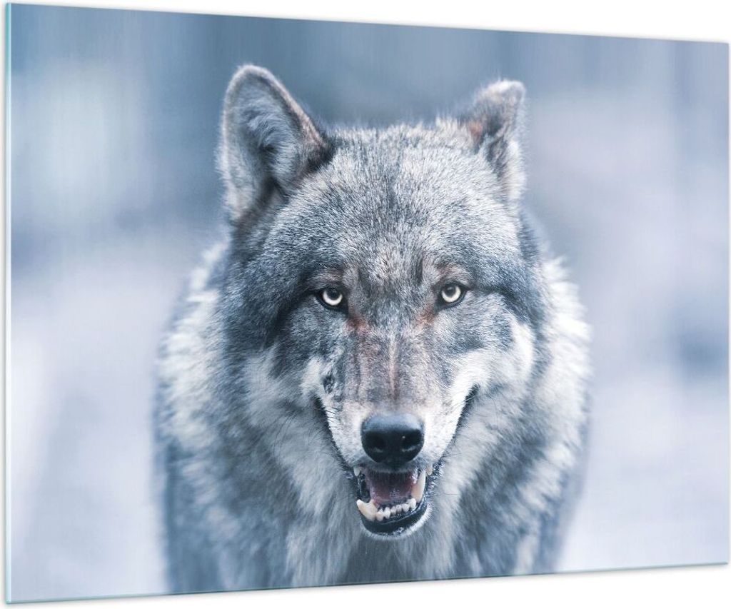 Bilder auf glas - Einteilig - Wolf Raubtier Wildheit - 100x70cm - Glasbilder - Wandbilder - Bilder - zum Aufhängen bereit - Wanddekoration aus Gla...