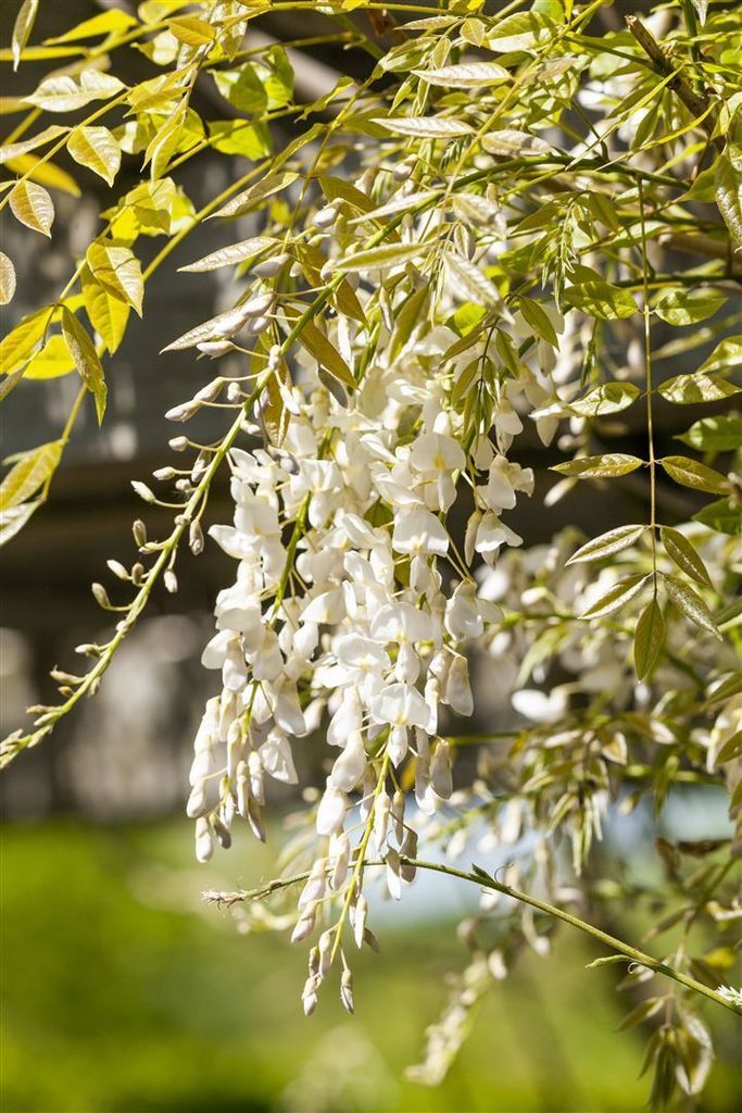 Wisteria sinensis 'Alba' wei 60-100cm