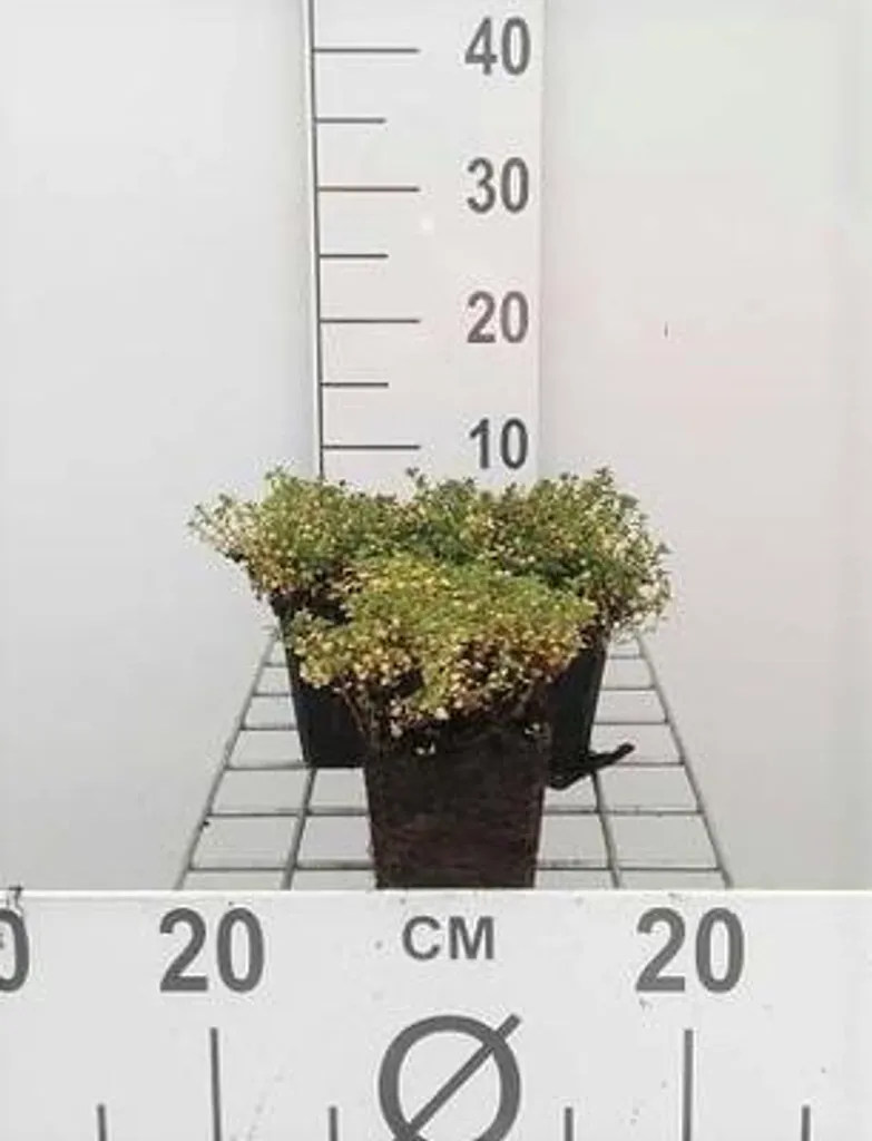 Thym rampant Doone Valley pour rocailles et dalles - Lot de 6 pots