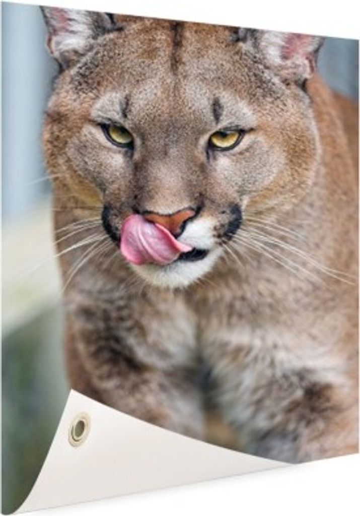 MuchoWow 80x120 cm Outdoor-Poster Gartendeko Sichtschutz Garten Poster für den Garten Laufender Puma