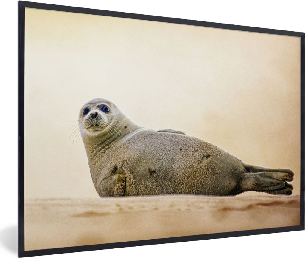 MuchoWow MuchoWow Gerahmtes Poster Seal - Strand - Long Island 30x20 cm - Poster mit zchwarzem Bilderrahmen - Kunstdruck - Bild-Poster