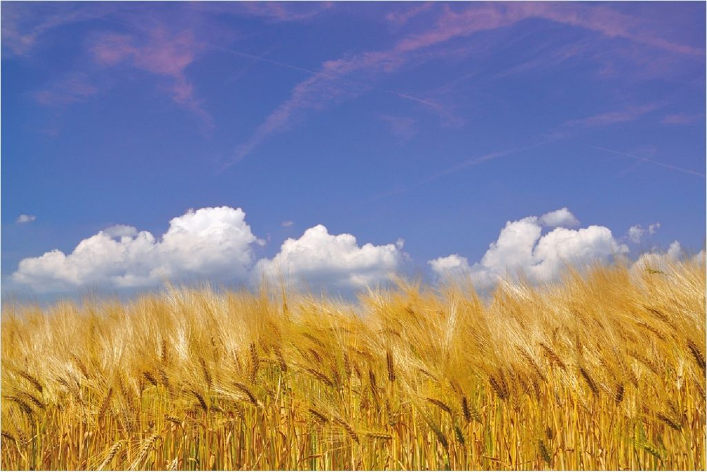 Wallario Poster - Kornfeld unter blauem Himmel, Kunstdruck Größe: 61 x 91,50 cm