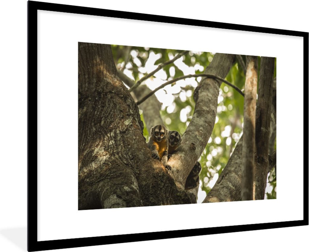 MuchoWow MuchoWow Gerahmtes Poster Kleine Tiere in einem Baum 90x60 cm - Poster mit zchwarzem Bilderrahmen - Wanddekoration - Fotos