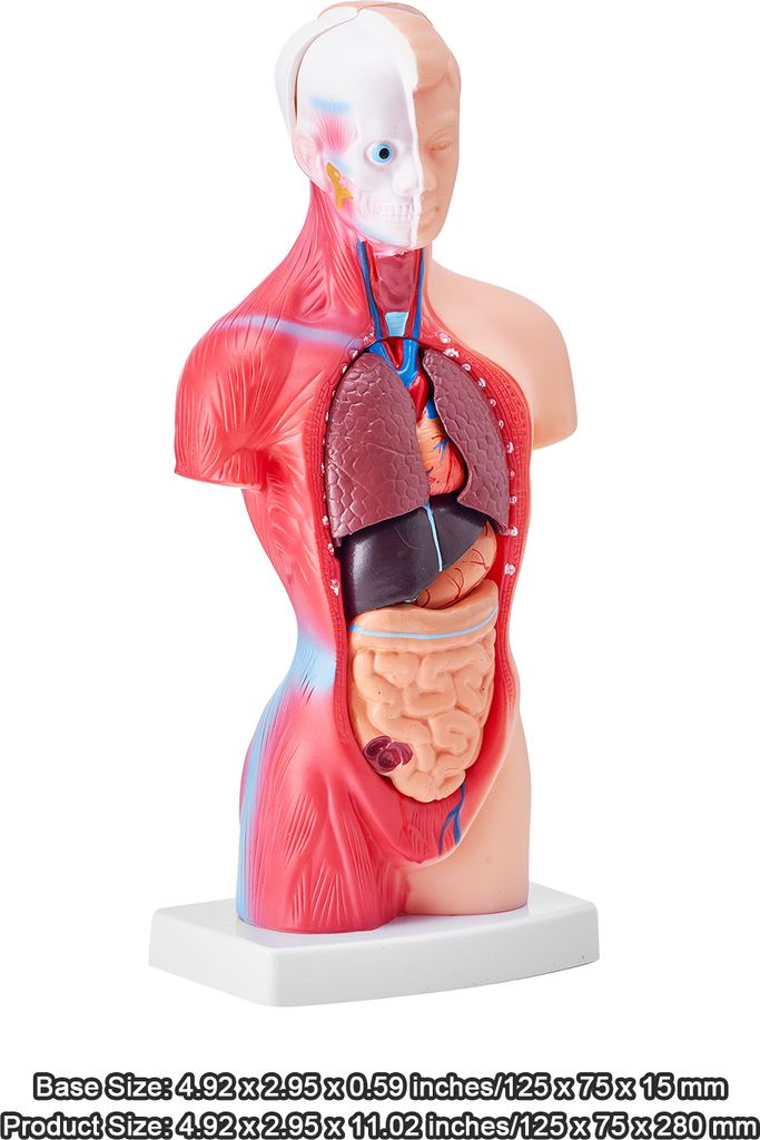 Anatomie-Modell Torso 45 Cm – Detaillierte Nachbi Produktbild-Vorschau 3