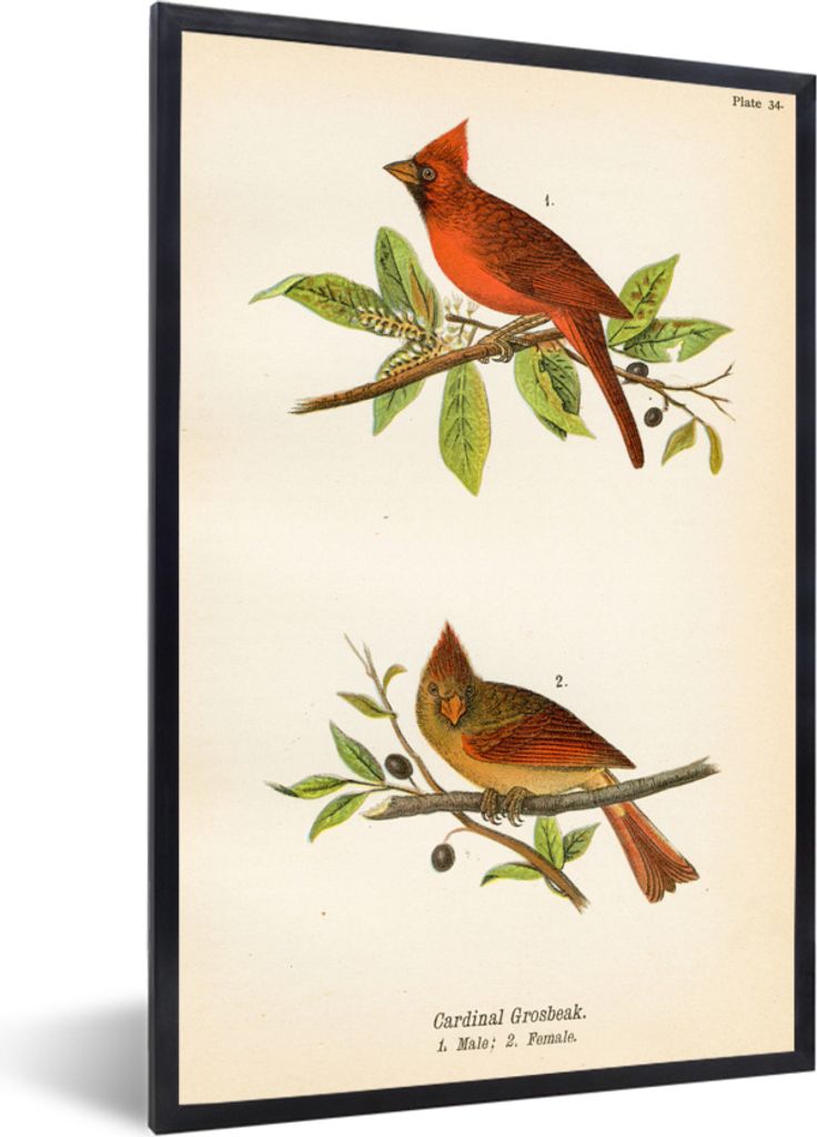 MuchoWow MuchoWow Gerahmtes Poster Antiker Vogeldruck Vögel 40x60 cm - Poster mit zchwarzem Bilderrahmen - Papierdruck - Wandbilder