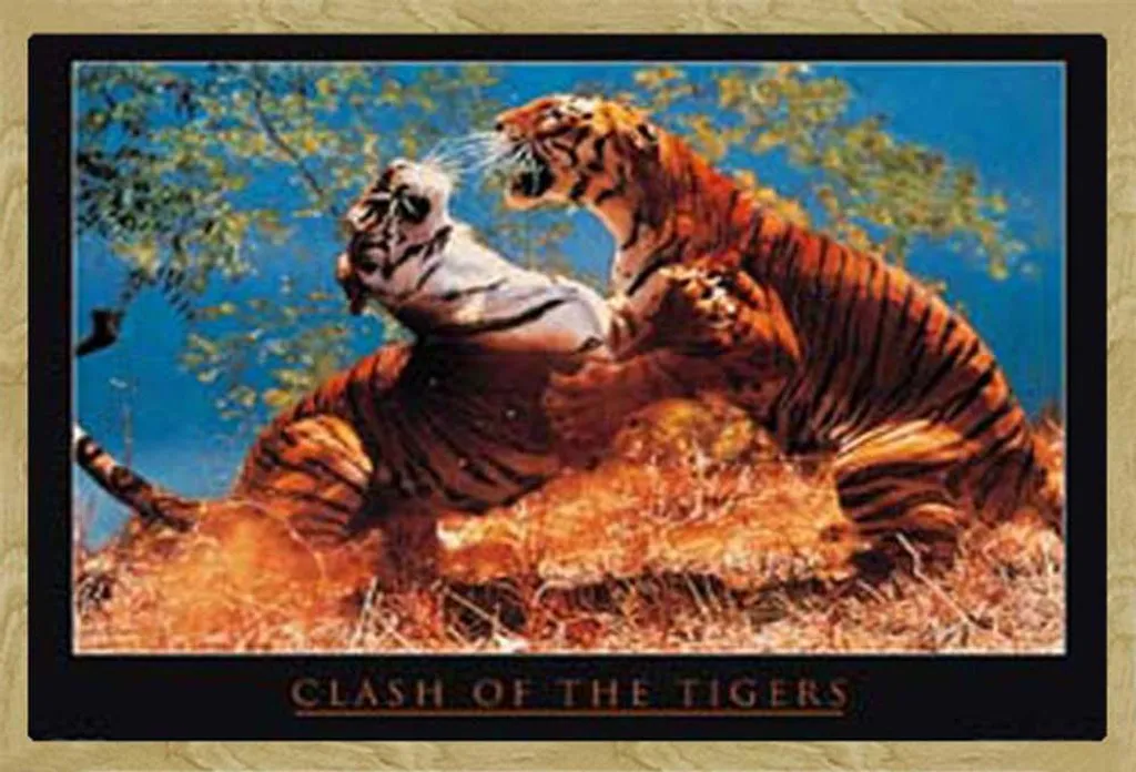 Cornice Shinsuke Faggio e Poster Tigri Raubkatzen 61x91.5 Vetro Acrilico