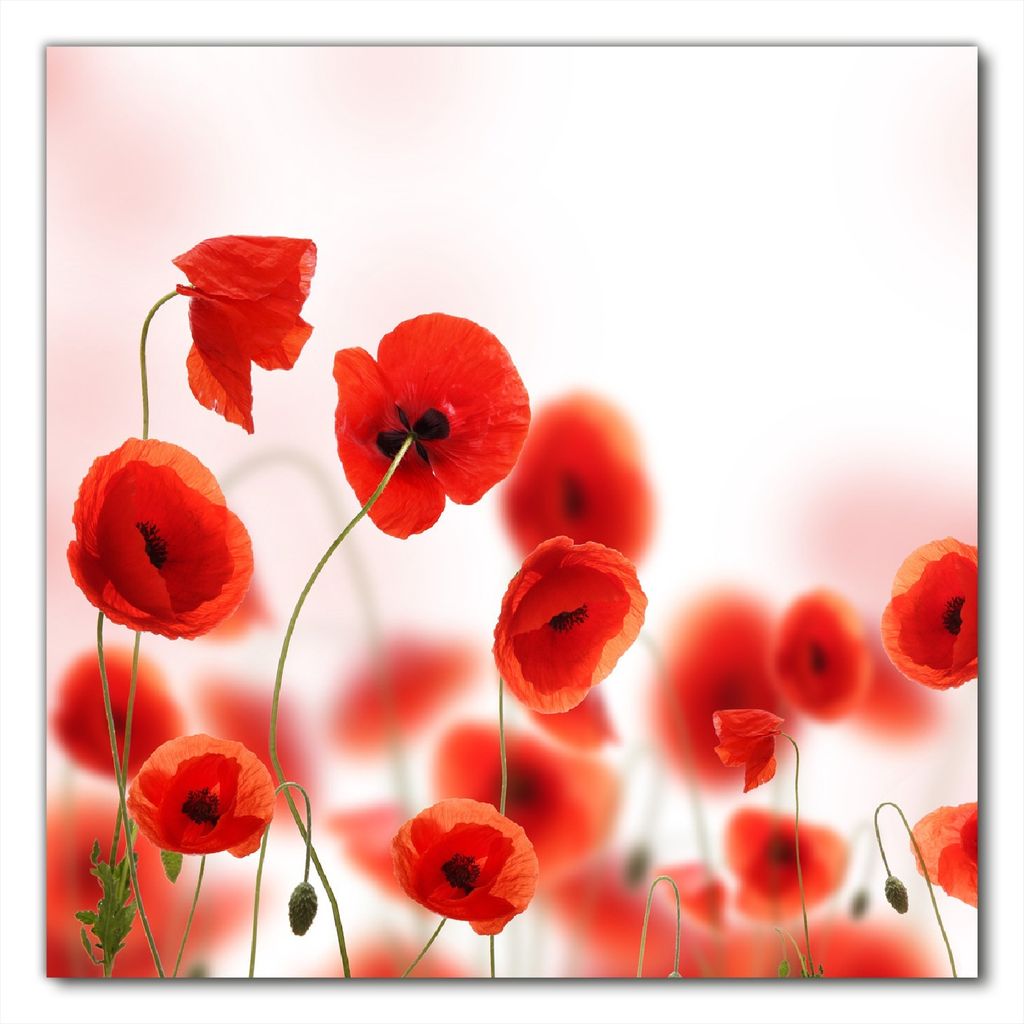 Wallario selbstklebende Möbelfolie/ Tischdecke für Innen und Außen, Größe: 50 x 50 cm - Leuchtende Mohnblumen - Rote Mohnblumenblüten