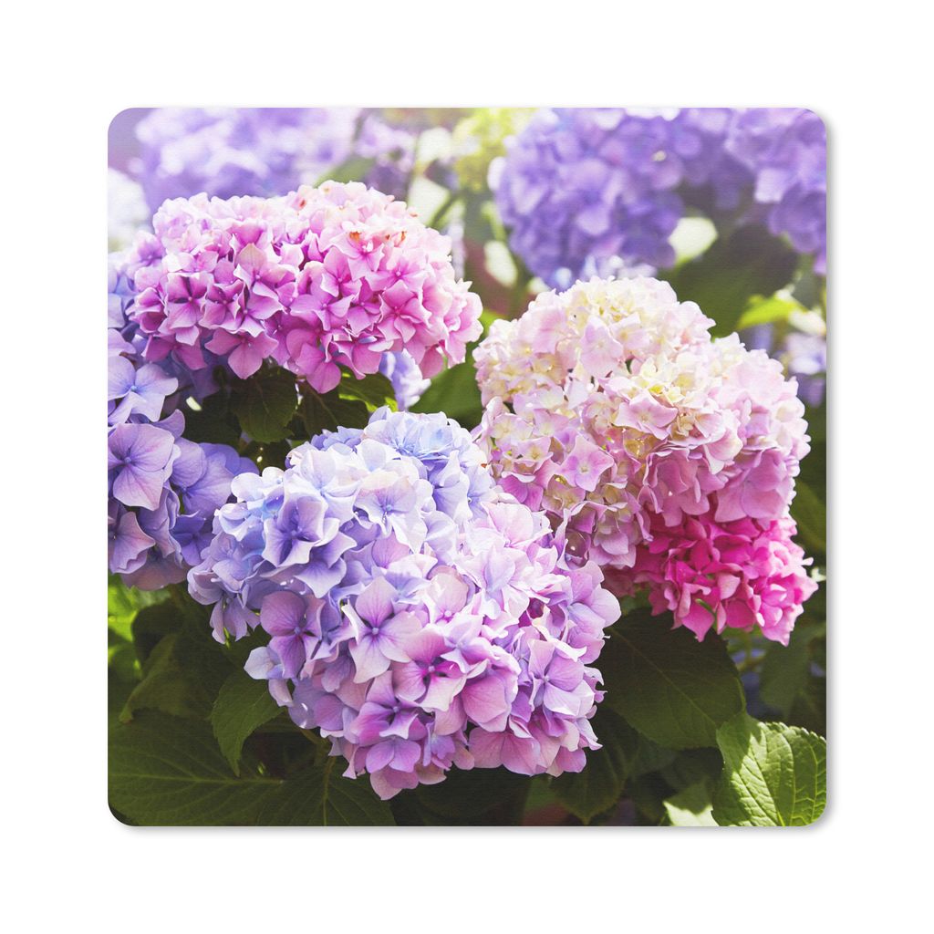 MuchoWow Mauspad Mousepad Blumen - Hortensie - Rosa - Blätter - Sonne 30x30 cm - Mousepads - Maus Mat - Pad - Mausunterlage - Gaming