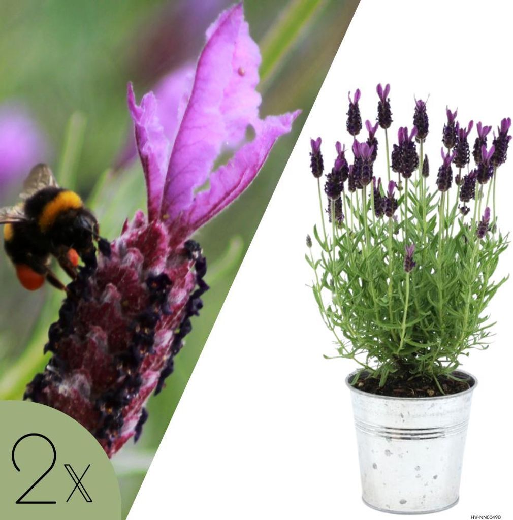 Französischer Lavendel violett im Ziertopf Old Look | Set mit 2 Pflanzen | Lavandula stoechas 'Anouk' | Mediterranes Flair