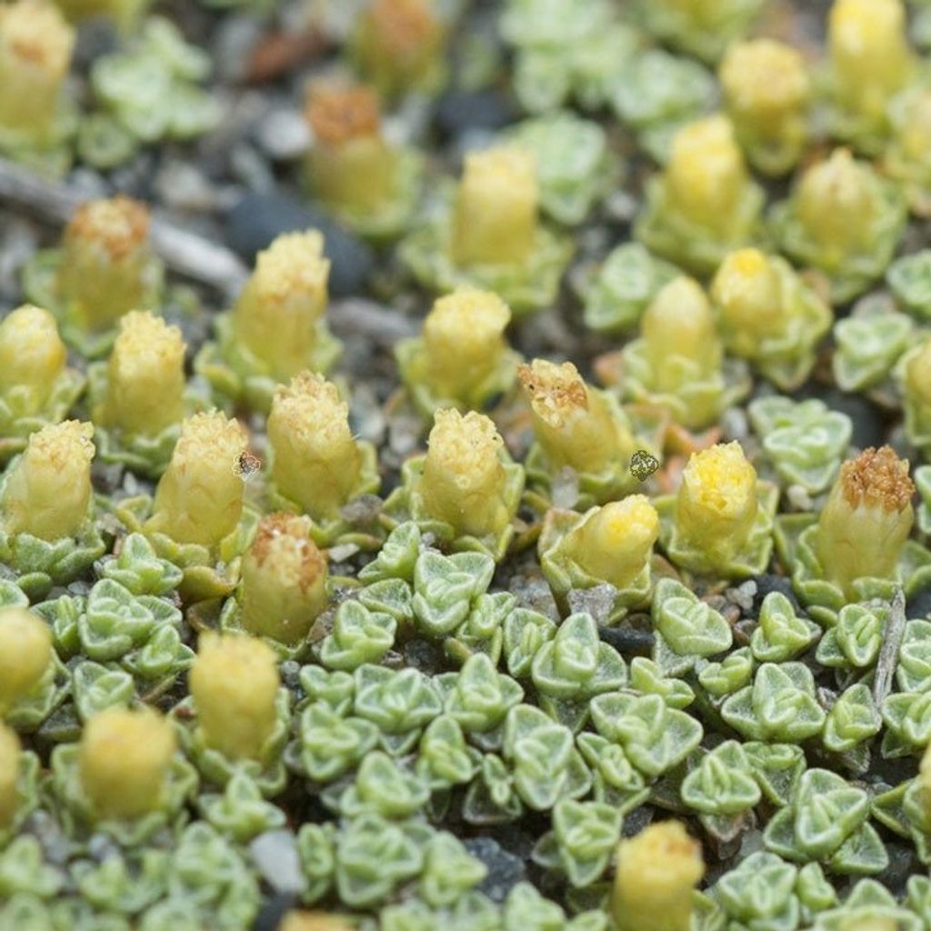 6 x Neuseeländischer Schafsteppich - Raoulia australis | Topf 9cm x 9cm