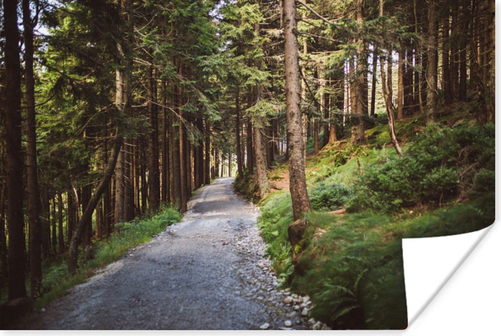 MuchoWow Poster Waldweg im Nationalpark Bayerischer Wald 30x20 cm - Plakate - Print